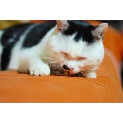 CatTwig Silver Vine Stick Cat Chew Toy 12 CatTwig Silver Vine Stick Cat Chew Toy -Kong Sales 125648 PT5. AC SS1800 V1495567035