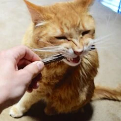 CatTwig Silver Vine Stick Cat Chew Toy 13 CatTwig Silver Vine Stick Cat Chew Toy -Kong Sales 125648 PT6. AC SS1800 V1495567074