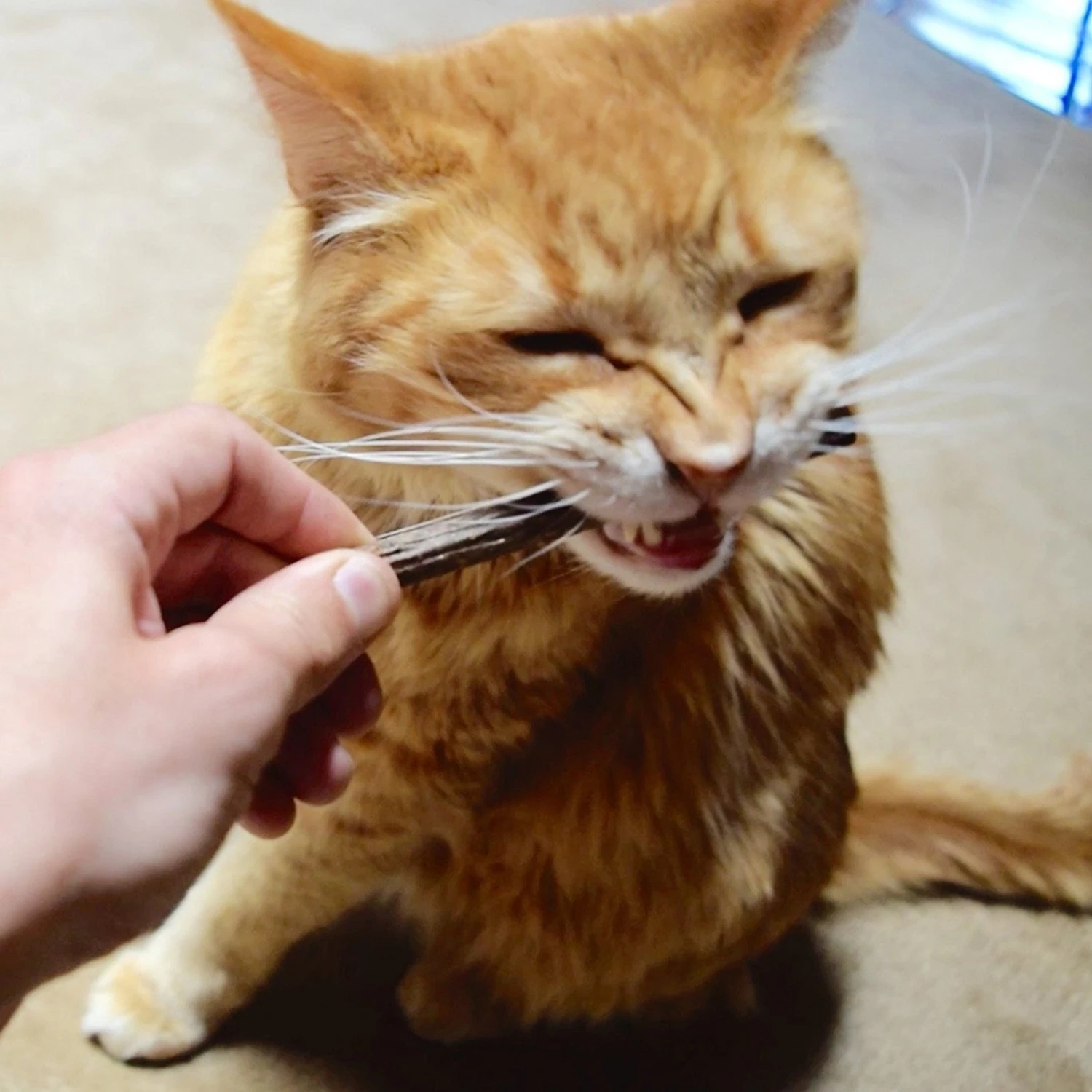 CatTwig Silver Vine Stick Cat Chew Toy 7 CatTwig Silver Vine Stick Cat Chew Toy - Image 7