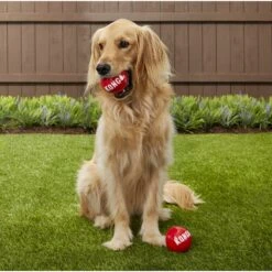 KONG Signature Balls Dog Toy, 2-pack -Kong Sales 161861 PT3. AC SS1800 V1605307639