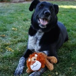 KONG Cozie Nate The Lion Plush Squeaky Dog Toy 6 KONG Cozie Nate The Lion Plush Squeaky Dog Toy -Kong Sales 313135 PT2. AC SS1800 V1660703958