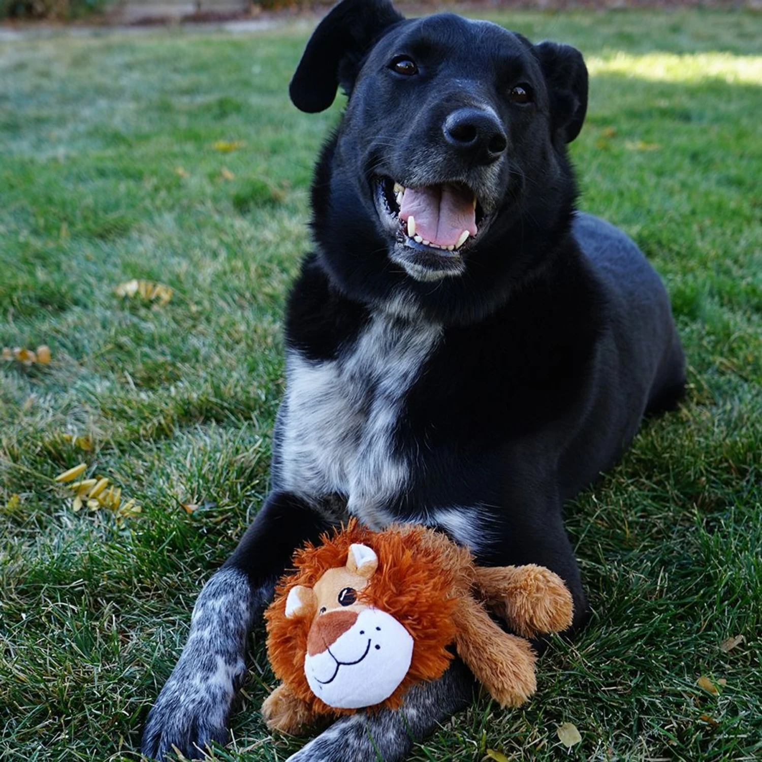 KONG Cozie Nate The Lion Plush Squeaky Dog Toy 3 KONG Cozie Nate The Lion Plush Squeaky Dog Toy - Image 3