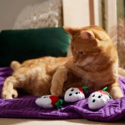 Frisco Halloween Ghost Strawberries Plush Cat Toy With Catnip, 3 Count 6 Frisco Halloween Ghost Strawberries Plush Cat Toy With Catnip, 3 Count -Kong Sales 354127 PT3. AC SS1800 V1657657123