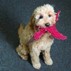 KONG Dynos Triceratops Plush Dog Toy 4 KONG Dynos Triceratops Plush Dog Toy -Kong Sales 42159 1568236199