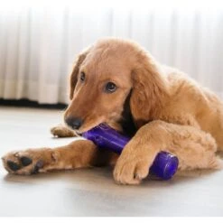 KONG Squeezz Stick Dog Toy, Color Varies 9 KONG Squeezz Stick Dog Toy, Color Varies -Kong Sales 53392 PT4. AC SS1800 V1603144899