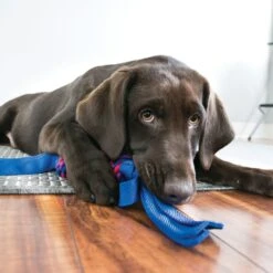 KONG Tugga Wubba Dog Toy, Color Varies -Kong Sales 53461 PT4. AC SS1800 V1558554474