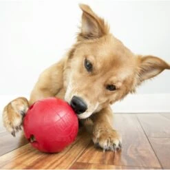 KONG Classic Biscuit Ball Dog Toy 9 KONG Classic Biscuit Ball Dog Toy -Kong Sales 59149 PT4. AC SS1800 V1603166792