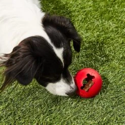 KONG Classic Biscuit Ball Dog Toy 10 KONG Classic Biscuit Ball Dog Toy -Kong Sales 59149 PT5. AC SS1800 V1603160486