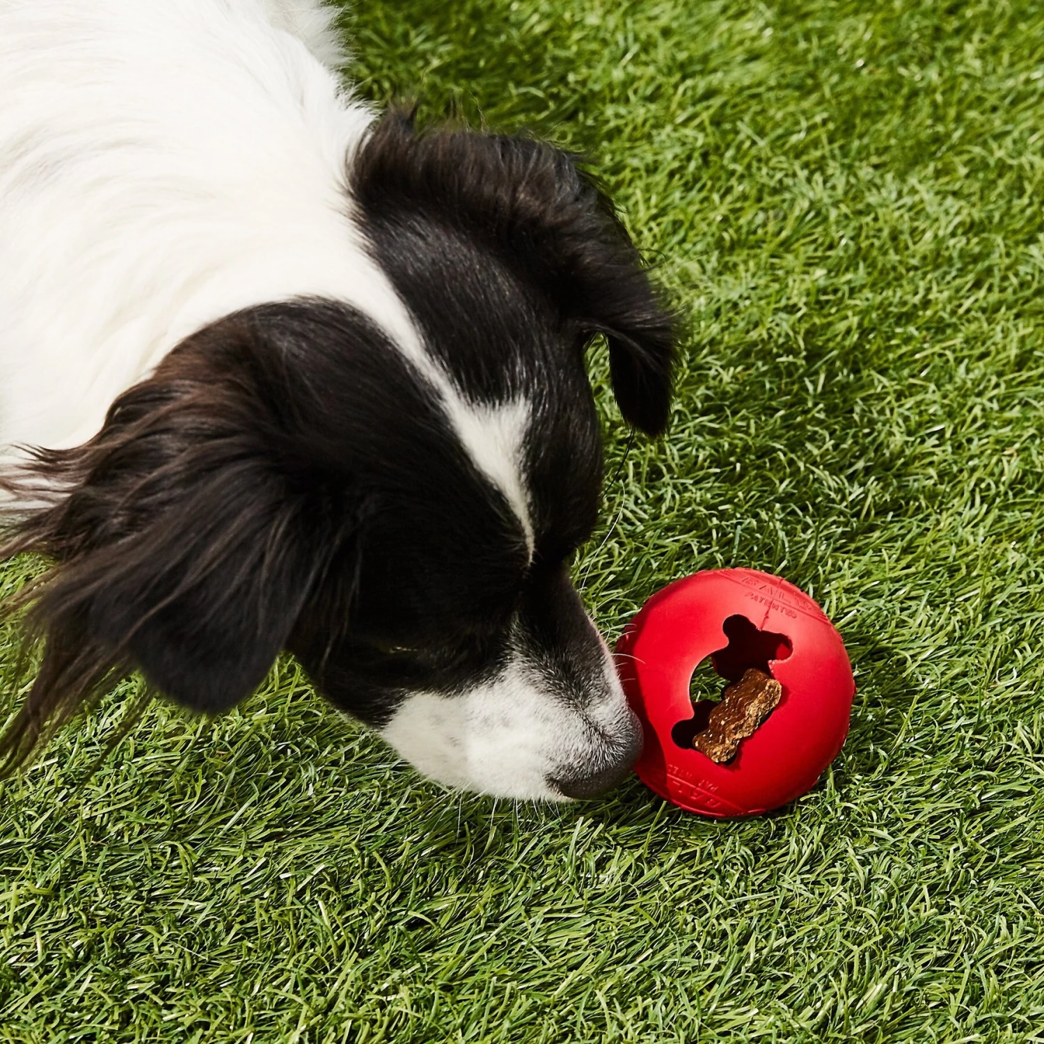 KONG Classic Biscuit Ball Dog Toy 5 KONG Classic Biscuit Ball Dog Toy - Image 5