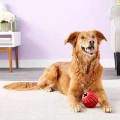 KONG Stuff A Ball Dog Toy 8 KONG Stuff A Ball Dog Toy -Kong Sales 59160 PT4. AC SS1800 V1603167093