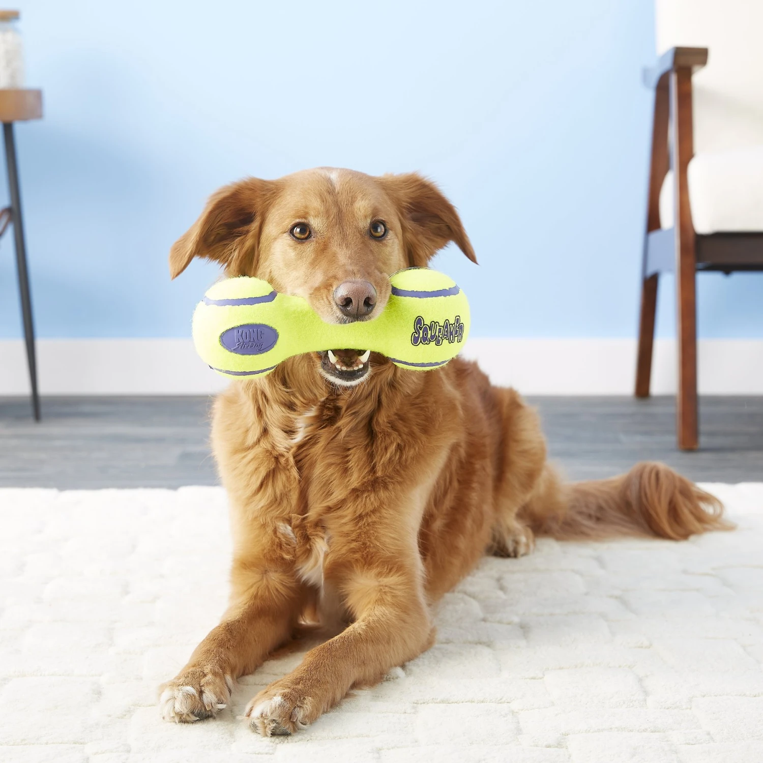 KONG AirDog Dumbbell Dog Toy 4 KONG AirDog Dumbbell Dog Toy - Image 4