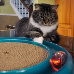 Bergan Replacement Twinkle Ball Cat Toy, Color Varies -Kong Sales 64234 PT2. AC SS1800 V1673648559