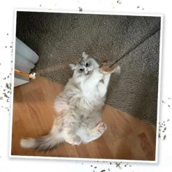 Meowijuana Jump 'n' Jamb Get The Monkey Off Your Back Refillable Swinging Door Jamb Cat Toy 14 Meowijuana Jump 'n' Jamb Get The Monkey Off Your Back Refillable Swinging Door Jamb Cat Toy -Kong Sales 696582 PT6. AC SS1800 V1669385442