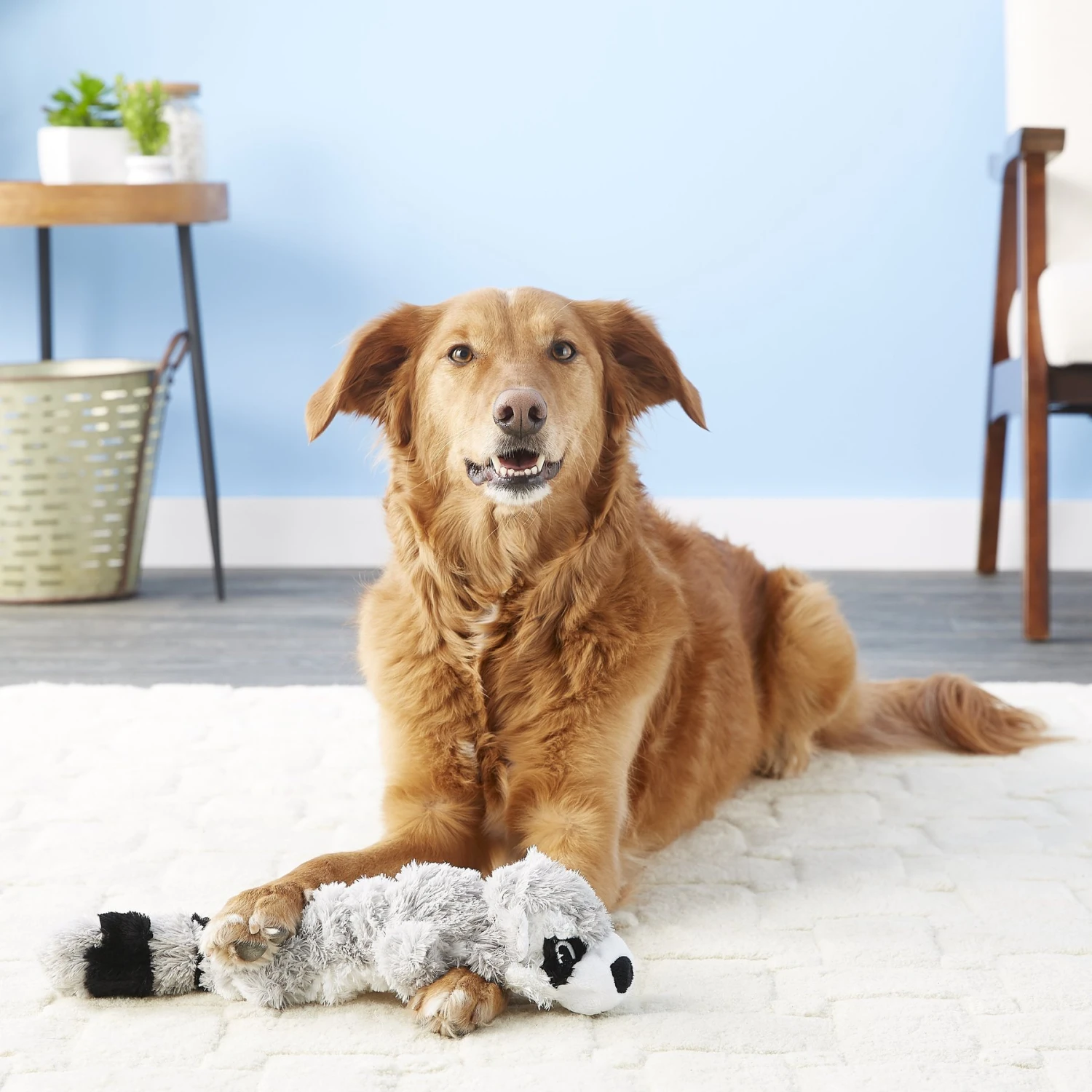 KONG Scrunch Knots Raccoon Dog Toy 2 KONG Scrunch Knots Raccoon Dog Toy - Image 2