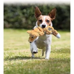 KONG Scrunch Knots Raccoon Dog Toy 10 KONG Scrunch Knots Raccoon Dog Toy -Kong Sales 71943 PT6. AC SS1800 V1603155978