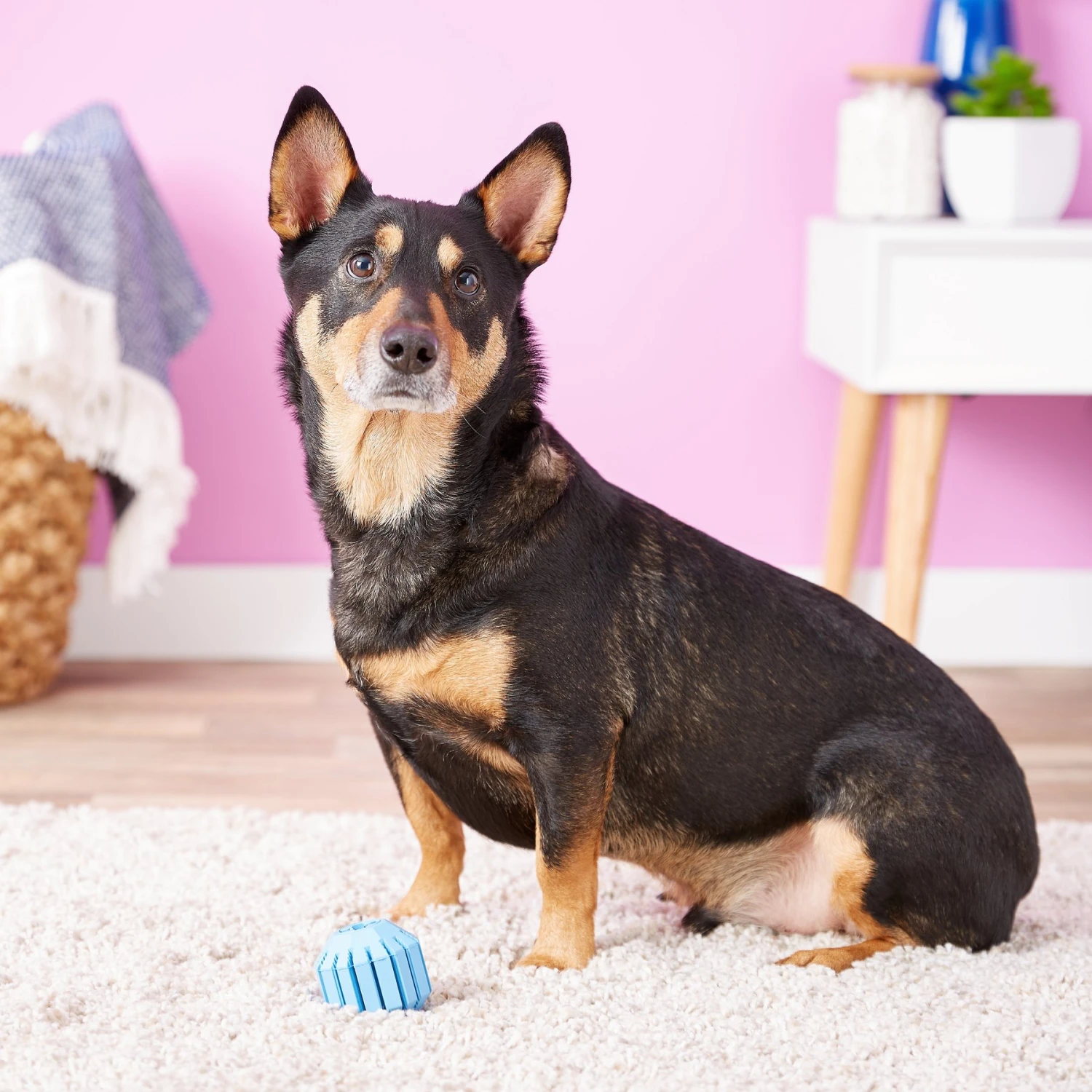 KONG Puppy Activity Ball Dog Toy, Color Varies 5 KONG Puppy Activity Ball Dog Toy, Color Varies - Image 5