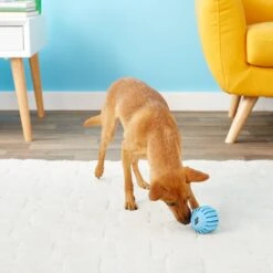 KONG Puppy Activity Ball Dog Toy, Color Varies 14 KONG Puppy Activity Ball Dog Toy, Color Varies -Kong Sales 91191 PT6. AC SS1800 V1603153584