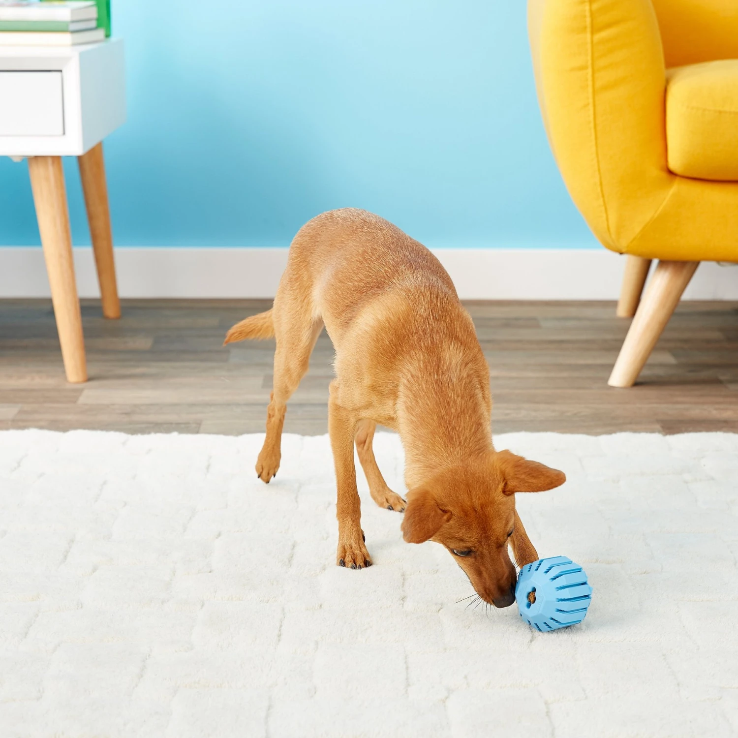 KONG Puppy Activity Ball Dog Toy, Color Varies 7 KONG Puppy Activity Ball Dog Toy, Color Varies - Image 7