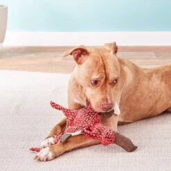 KONG Dynos Pterodactyl Dog Toy -Kong Sales 91233 PT3. AC SS1800 V1605319910