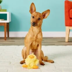 KONG Plush Teddy Bear Dog Toy & KONG Plush Duck Dog Toy -Kong Sales 933414 PT8. AC SS1800 V1692304429