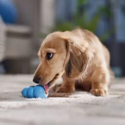 KONG Puppy Chew Dog Toy & KONG Stuff'N Easy Treat Puppy Recipe -Kong Sales 933462 PT3. AC SS1800 V1692304430