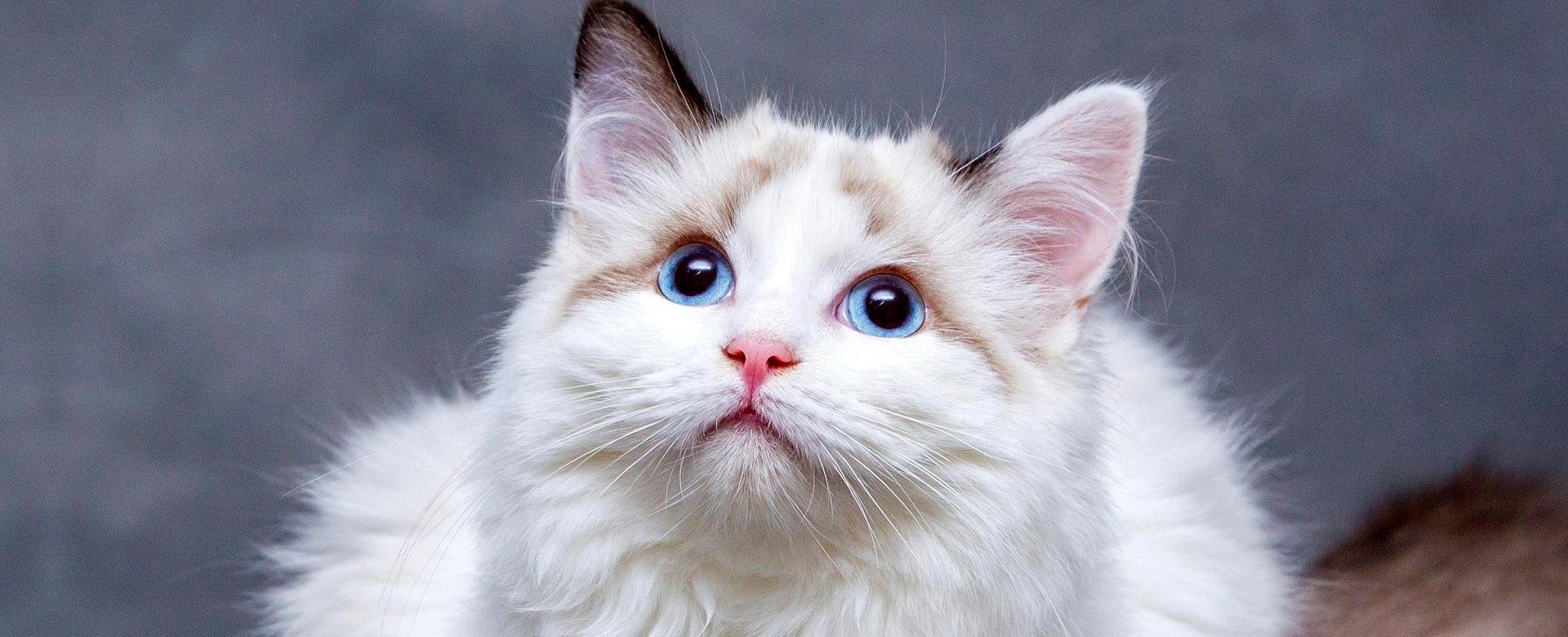 Kong Sales 9 Kong Sales -Kong Sales cats 8096304 1920